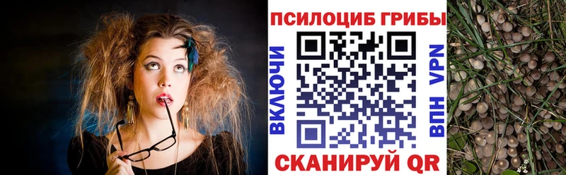 Купить  Межгорье  Псилоцибиновые грибы Psilocybine cubensis 